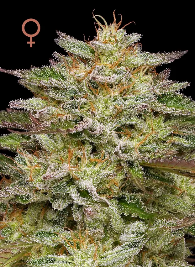 Humboldt Seed Company Golden Sands feminizovaná semena