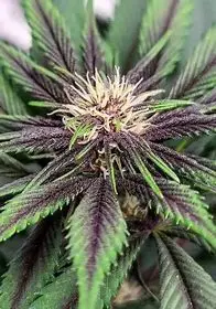 T.H. Seeds L4YER Cake regulérní semena