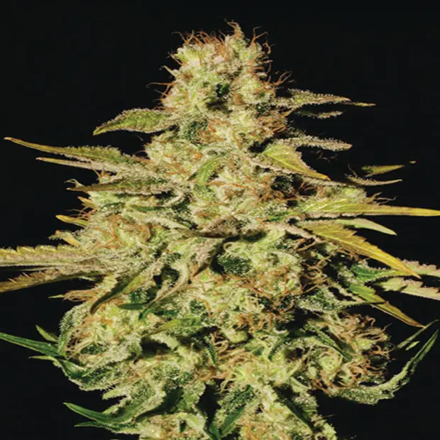 Jacky White - feminizovaná semínka 5 ks Paradise Seeds