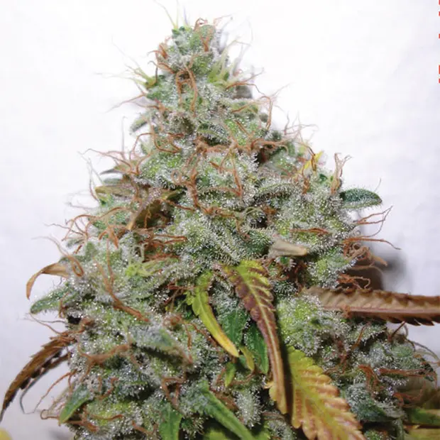 White Berry - 10 ks feminizovaná semínka Paradise Seeds