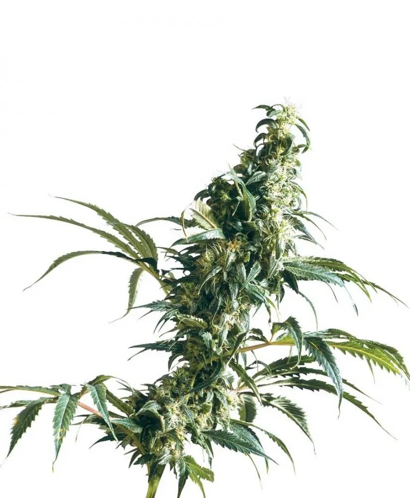 Mexican Sativa - semínka 10 ks standardizovaná Sensi Seeds