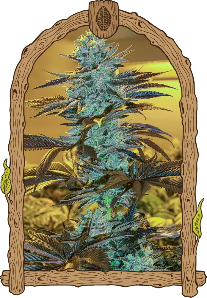 Purple Monkey Auto - feminizovaná samonakvétací semena, 10 ks, Exotic Seed