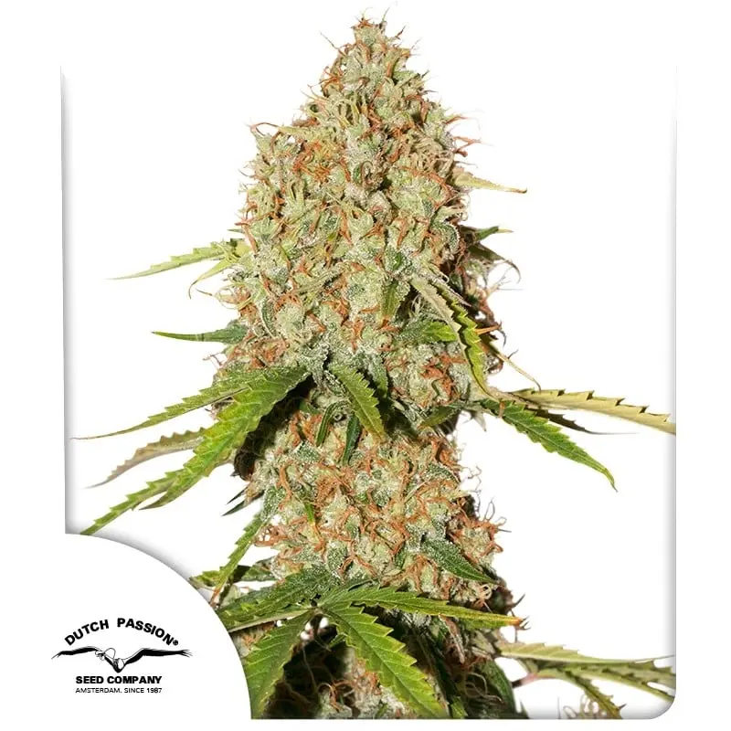 Auto Brooklyn Sunrise® -  samonakvétací semínka 3 ks Dutch Passion