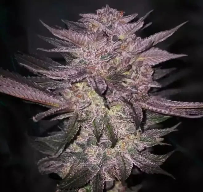 Ethos Genetics Atomic Fuego R1 feminizovaná semena, 5 ks