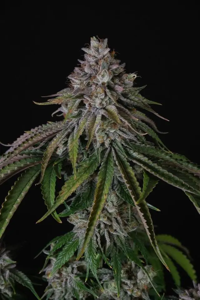 Paradise Seeds Velvet Mist feminizovaná semena