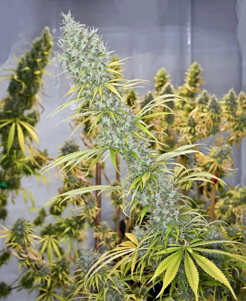 Mr. Nice Seeds Holy Smoke regulérní semena
