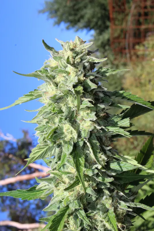Humboldt Seed Company Banana Mango feminizovaná semena