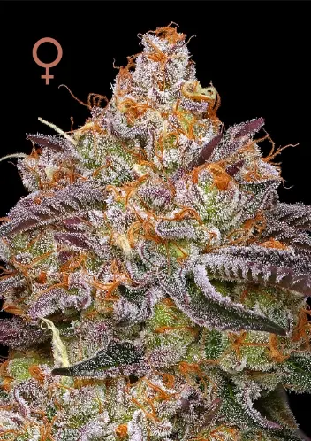Humboldt Seed Company Granny Candy feminizovaná semena