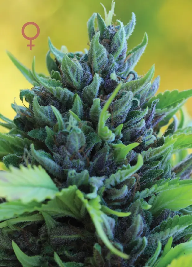 Humboldt Seed Company Humboldt Dream feminizovaná semena
