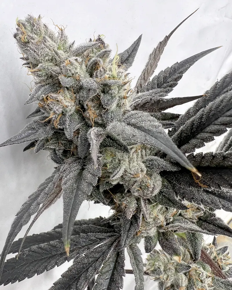 Solfire Gardens Mega Mind feminizovaná semena