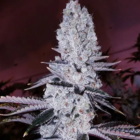 Ethos Genetics Original Mandarin Cookies feminizovaná semena
