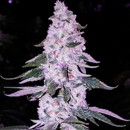Ethos Genetics Ethos Hash Plant Bx1 regular seeds