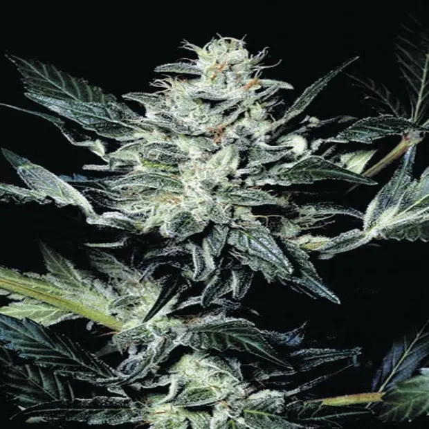 Atomical Haze - feminizovaná semínka 3 ks Paradise Seeds