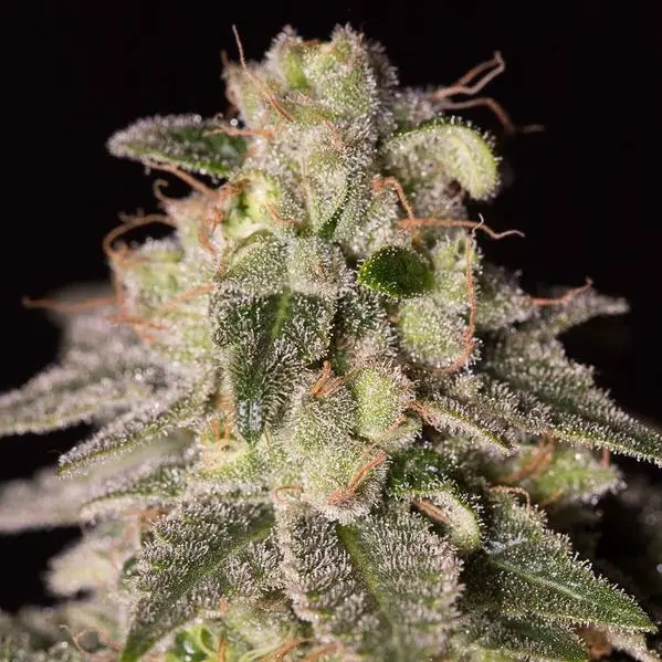 Shark Shock CBD - feminizovaná semínka 5ks Dinafem