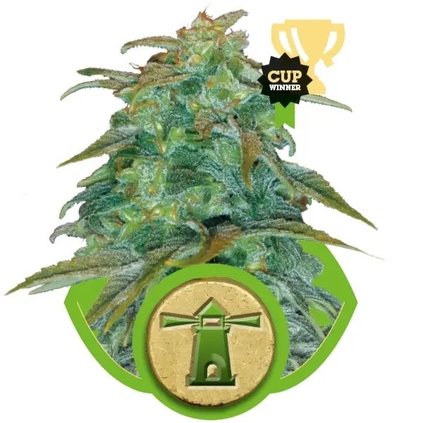 Royal Haze Automatic -  samonakvétací semínka 5ks Royal Queen Seeds