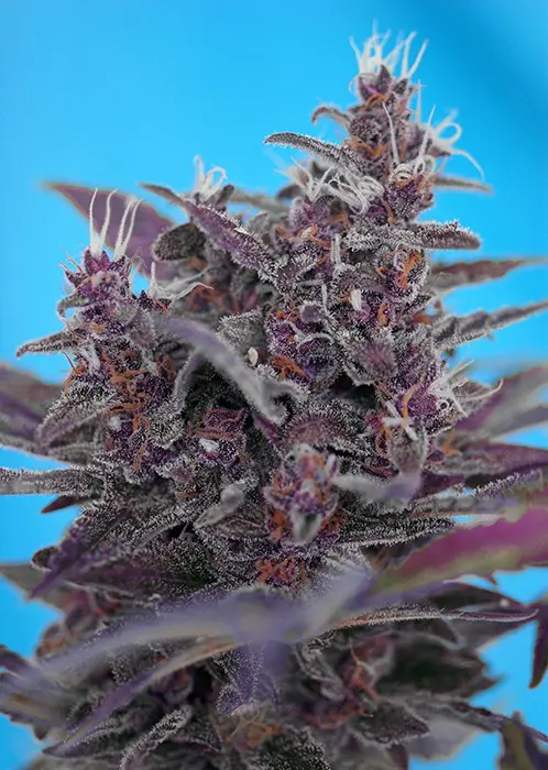 Black Cream Auto - fem. a samonakvétací semínka 10ks Sweet Seeds