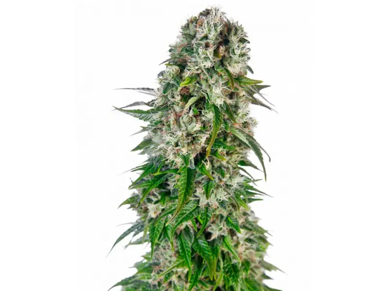 Big Bud Auto - 3 ks feminizované semena Sensi Seeds