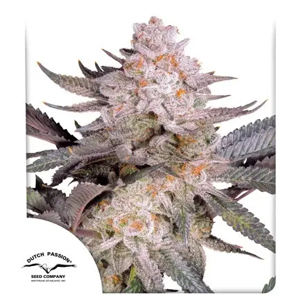 Orange Bud 2.0 - feminizovaná semena, 3 ks, Dutch Passion