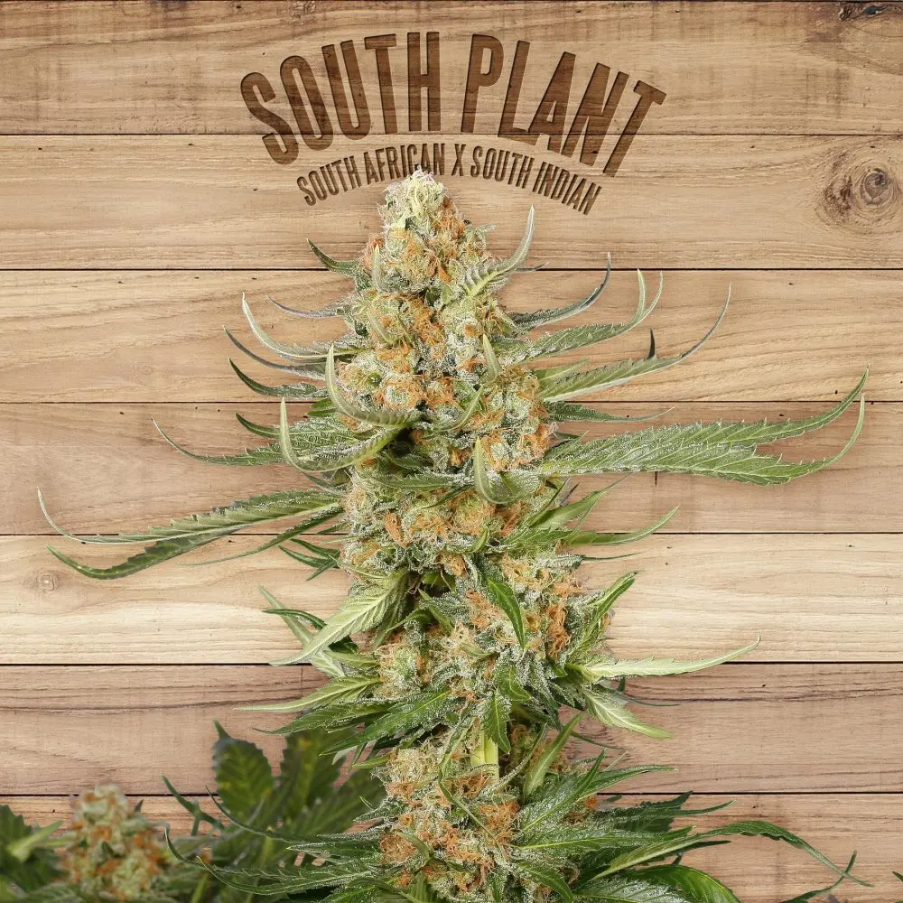 The Plant Organic Seeds South Plant feminizovaná semena