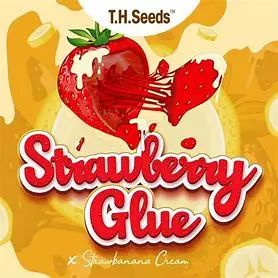T.H. Seeds Strawberry Glue x Strawbanana Cream regulérní semena