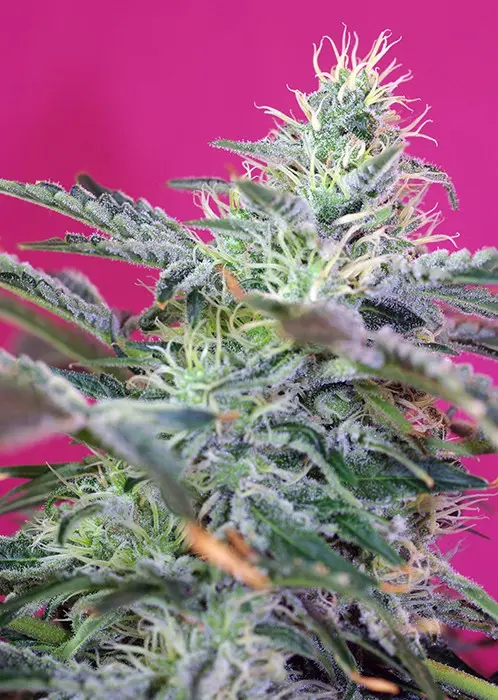 Sweet Cheese Auto – 10 ks autoflowering semínek Sweet Seeds