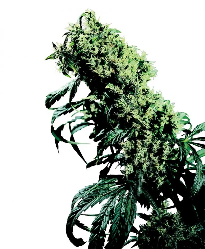 Northern Lights n.5 x Haze - semínka 10 ks standardizovaná Sensi Seeds