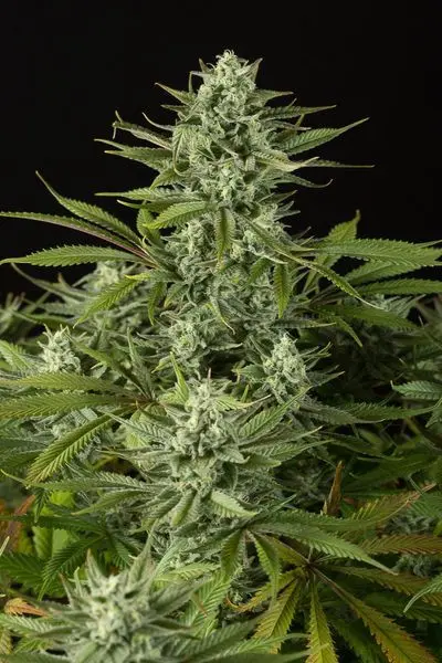Cheese CBD - feminizovaná semínka 3 ks Dinafem