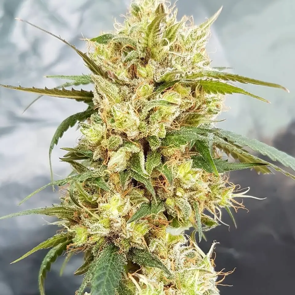 Garden Of Green Sour Tangie feminizovaná semena