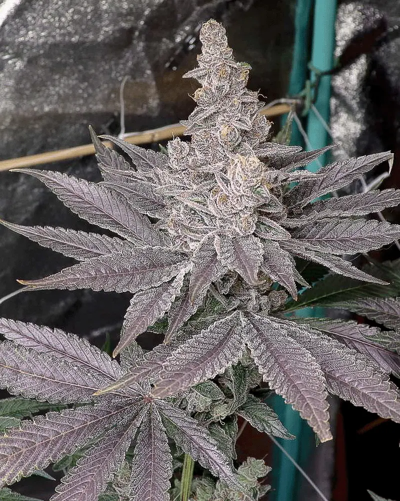 Solfire Gardens Swolfire feminizovaná semena, 6 ks