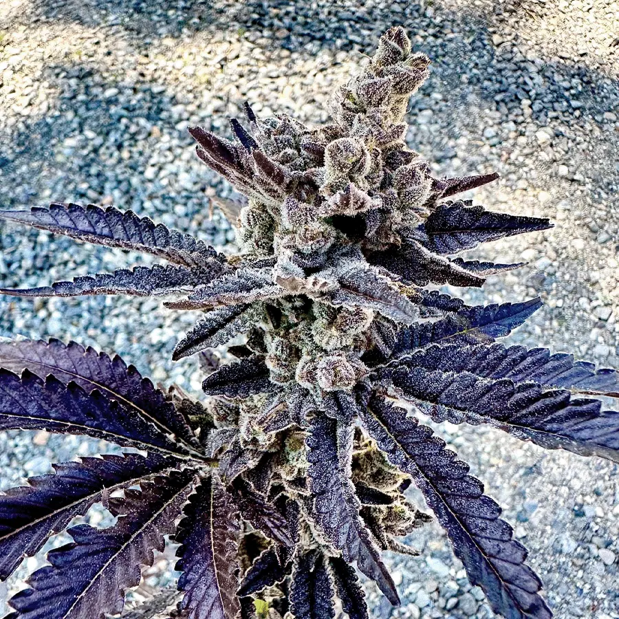 Exotic Genetix Cosmopolis feminizovaná semena