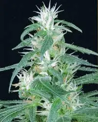 Arjan´s Ultra Haze n.1 - semínka 5 ks (Indoor), feminizovaná semínka Green House Seeds