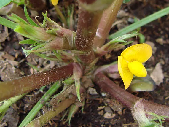 Podzemnice olejná - Arašíd (rostlina: Arachis hypogaea) 2 semena