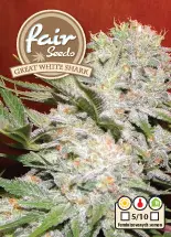 Great White Shark – feminizovaná semínka 10 ks Fair Seeds