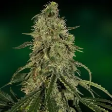 Grape Ape - feminizovaná semínka 10ks Barney´s Farm