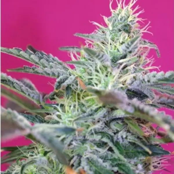 Sweet Cheese Fast Version - feminizovaná semena 10 ks Sweet Seeds