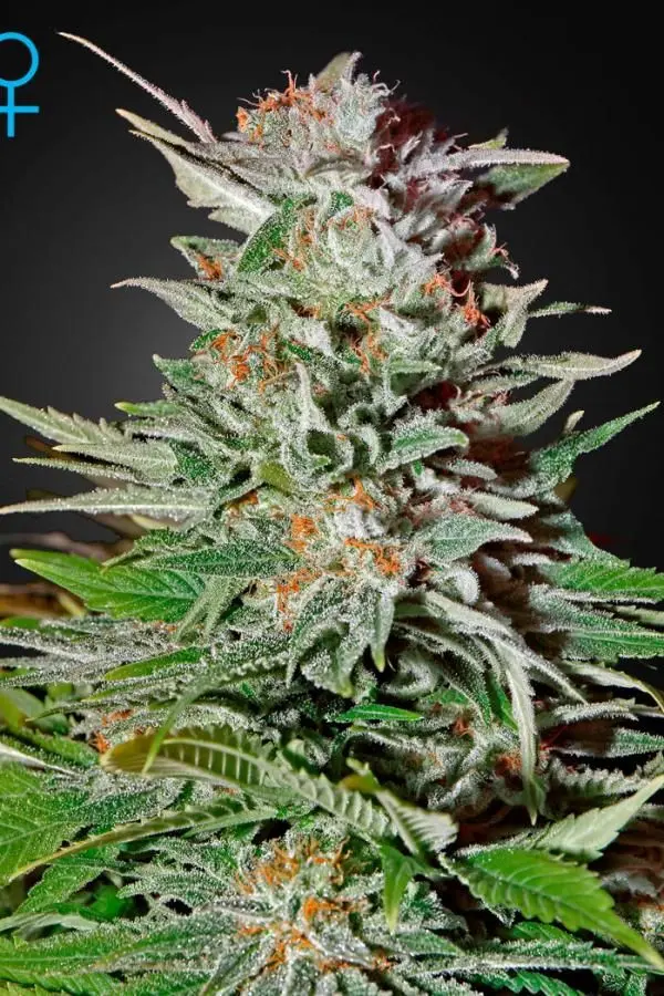 Super Lemon Haze Auto - samonakvétací semínka 5 ks Green House Seeds