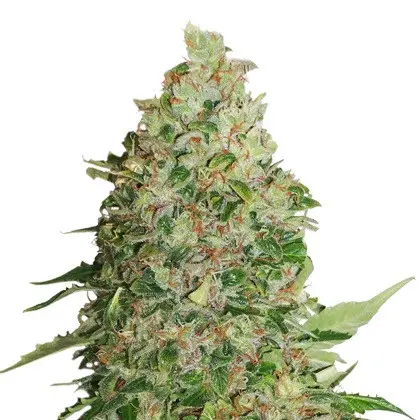 BCN Critical XXL feminizovaná semena 5 ks Seedstockers