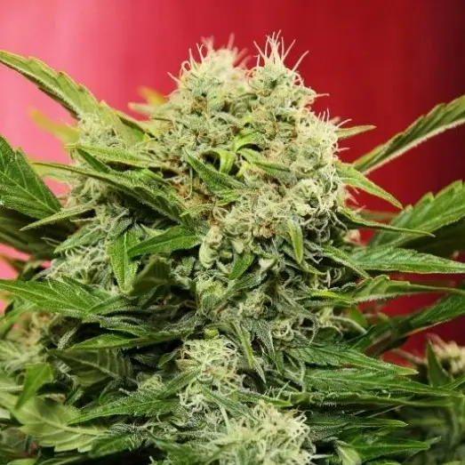 Chronic Ryder - samonakvétací semena, 10 ks, Doctor’s Choice
