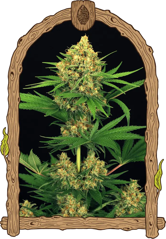 Tengerine Kush - feminizovaná semena, 10 ks, Exotic Seed