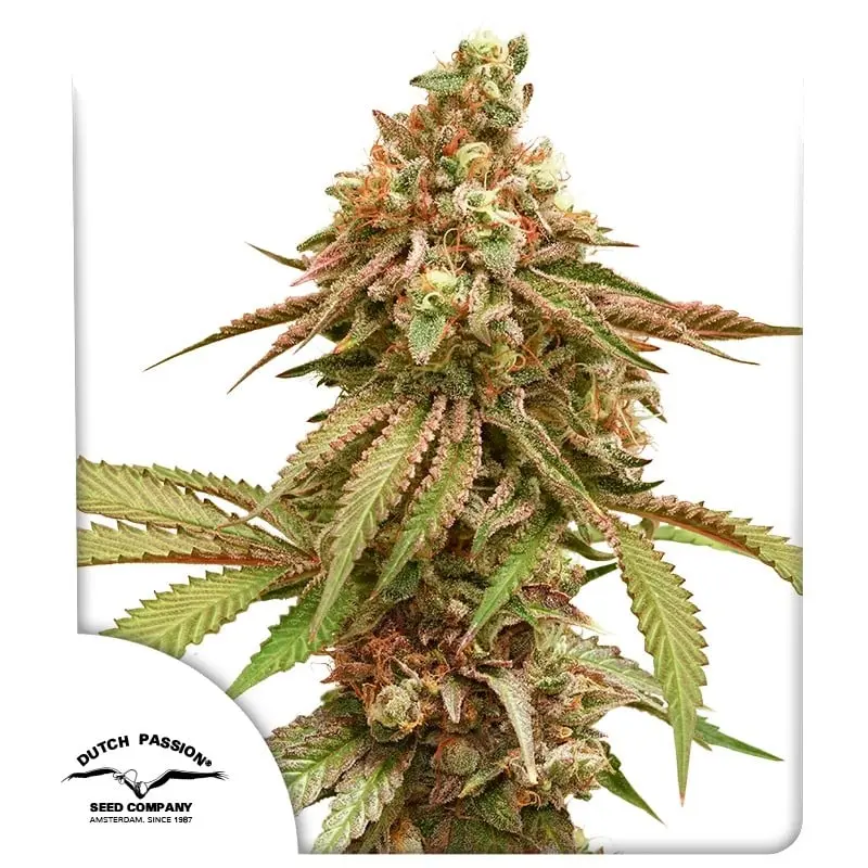 Tropical Tangie Feminizovaná Semena 3
