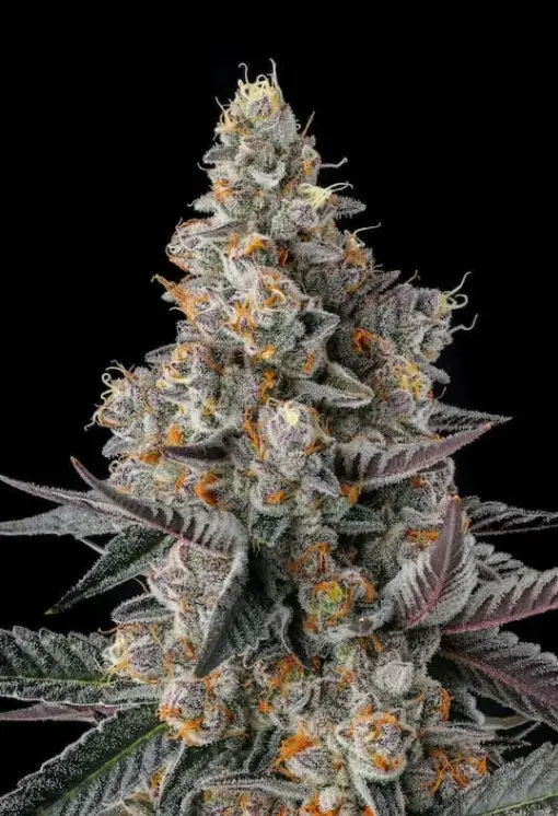 Paradise Seeds x Compound Genetics Shake Back feminizovaná semena, 3 ks