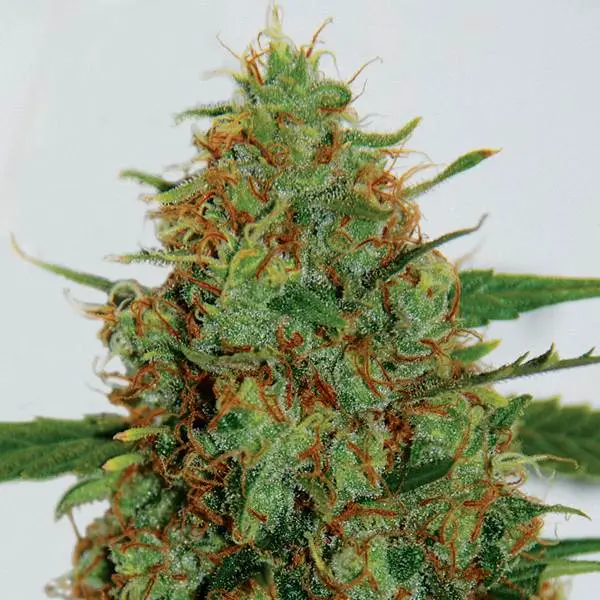 G13 Labs C99 feminizovaná semena