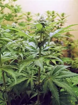 Seedstockers Cookies and Cream Fast feminizovaná semena, 100 ks
