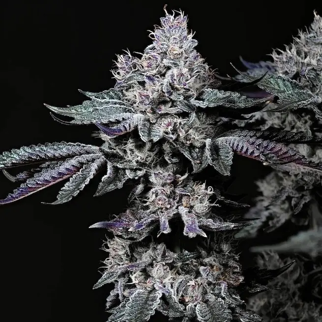 Ethos Genetics Nuggz R1 feminizovaná semena