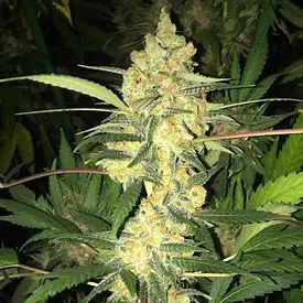 T.H. Seeds MK-Ultra Cake regulérní semena, 11 ks