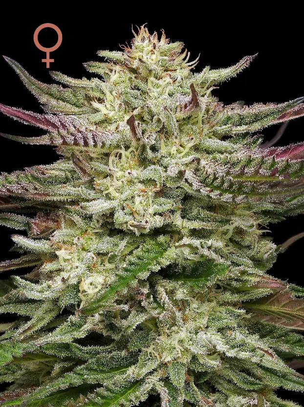 Humboldt Seed Company Humboldt Headband Auto autoflowering semena