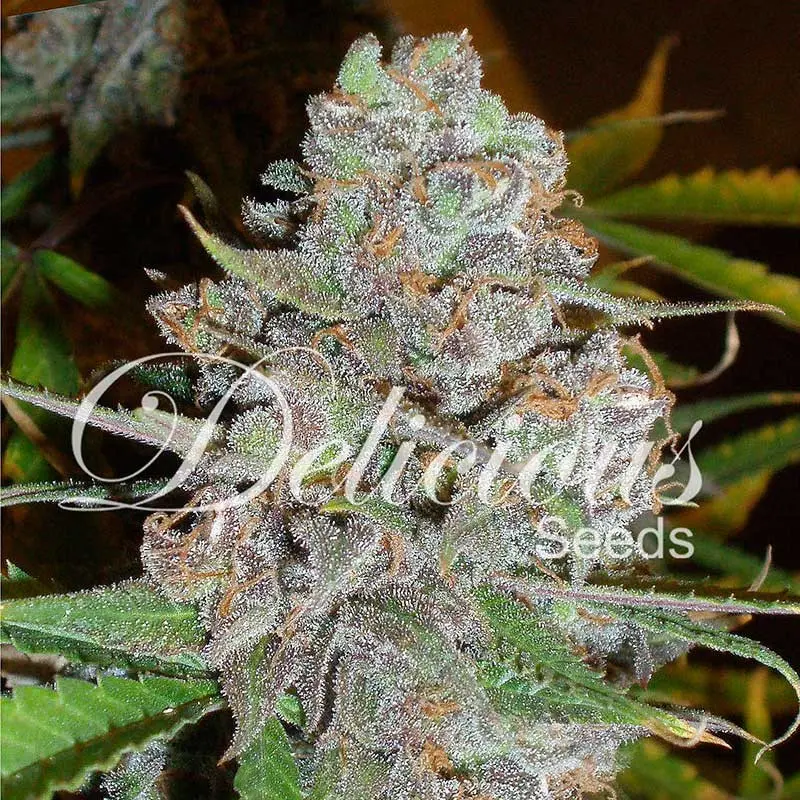 Delicious Seeds La Diva Auto samonakvétací semena