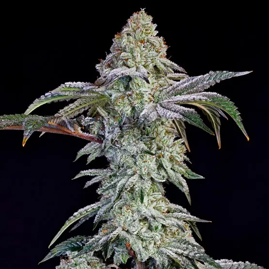 Ethos Genetics Grandpas Cookies R1 feminizovaná semena