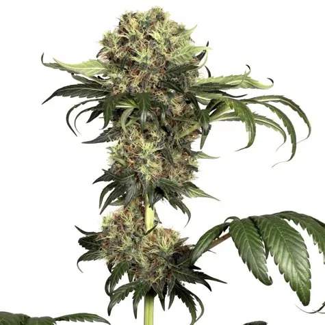 Isis 10semen (feminizovaná semínka) Dutch Passion