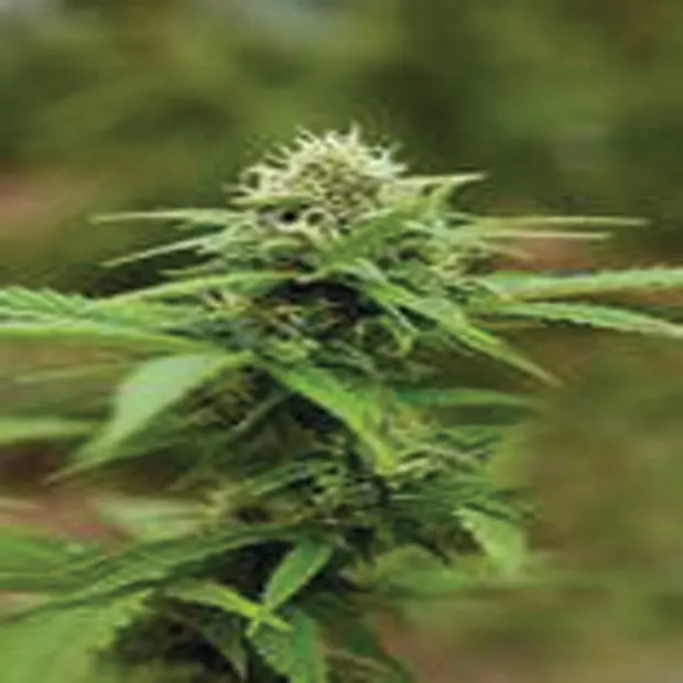 Royal Moby - feminizované semínka 5 ks Royal Queen Seeds